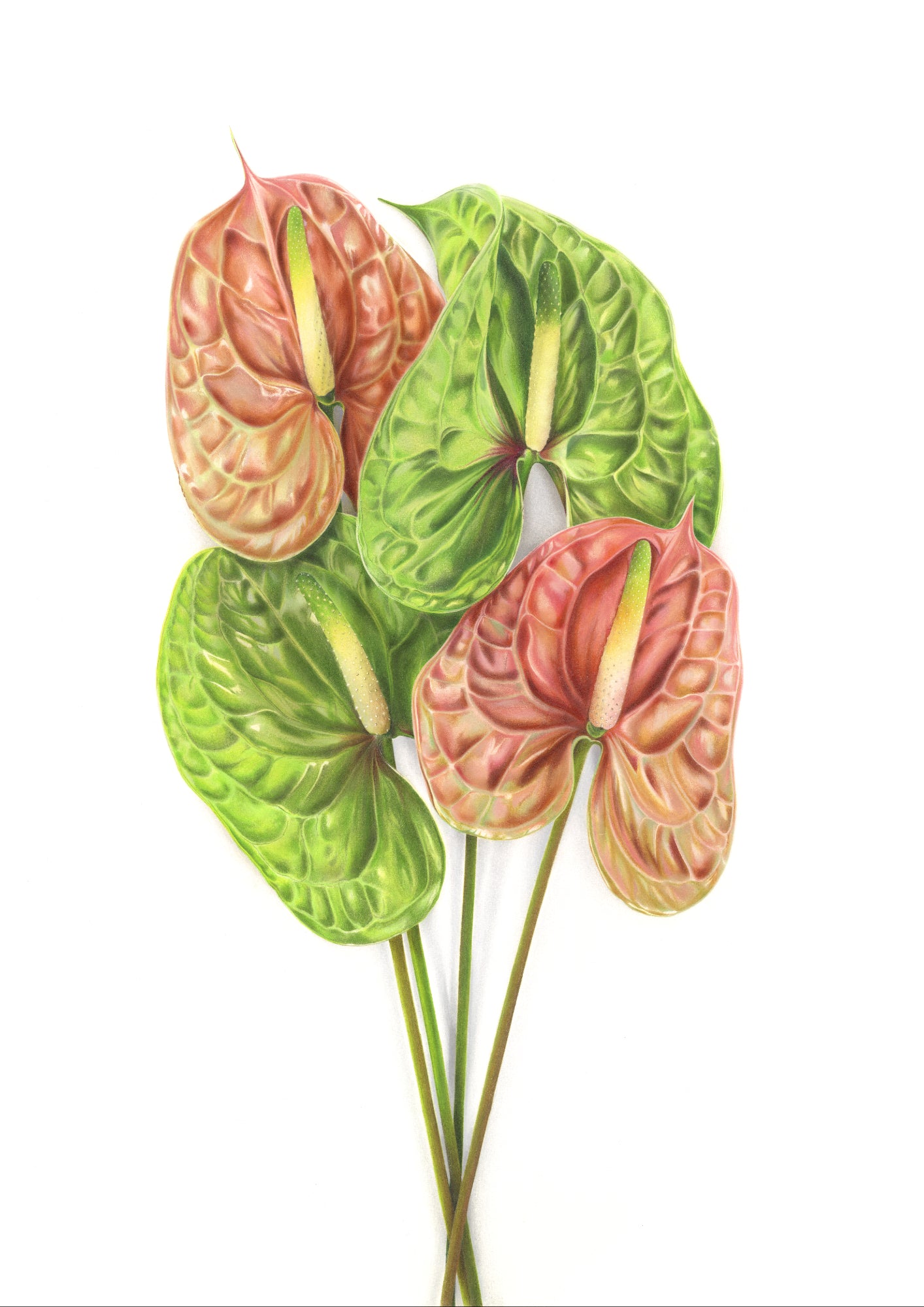 "Anthurium"