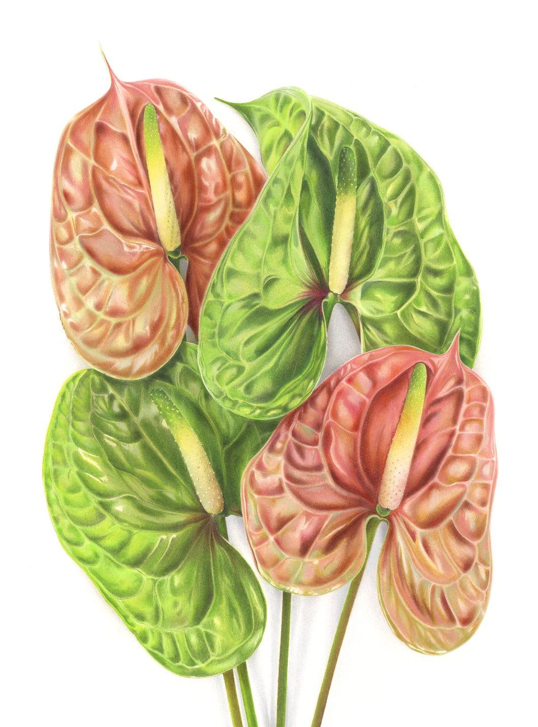 "Anthurium"